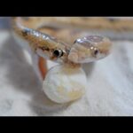 ヤモリが産んだ卵を蛇に食べさせてみる(YouTube)