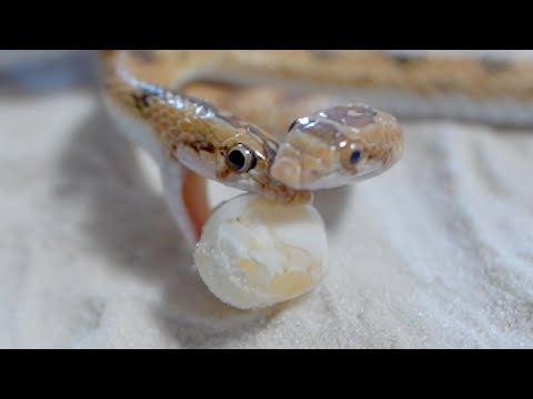 ヤモリが産んだ卵を蛇に食べさせてみる(YouTube)