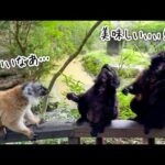 クロキツネザルが上を向いてエサを食べる姿が可愛すぎるww(YouTube)