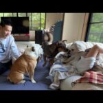 ２ヶ月前まで隅っこで固まってた保護犬…今は朝起きた瞬間「おはよう！」と駆け寄ってくれるまで成長しました！(YouTube)