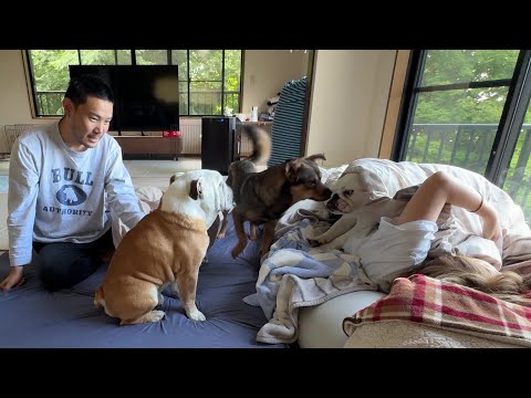 ２ヶ月前まで隅っこで固まってた保護犬…今は朝起きた瞬間「おはよう！」と駆け寄ってくれるまで成長しました！(YouTube)