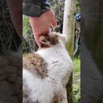 花壇にいた猫ちゃん、海外のカメラマンにモフられる(YouTube)