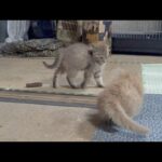 やんのかステップで挑発しまくり逃げる子猫(YouTube)