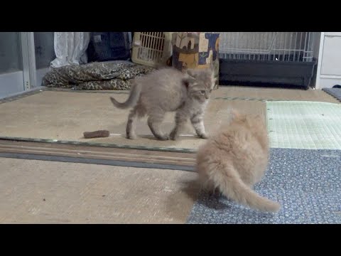 やんのかステップで挑発しまくり逃げる子猫(YouTube)