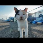 漁港に行くと毎回現れる…甘えん坊なハート模様の三毛猫に癒される(YouTube)