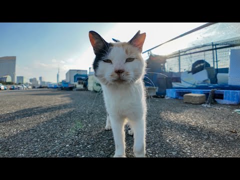 漁港に行くと毎回現れる…甘えん坊なハート模様の三毛猫に癒される(YouTube)