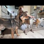 突然の訪問者で大混乱に陥るぶるまるこ＆意外と冷静なビビりな保護犬の様子がこちら(YouTube)