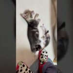 お母さんが恋しいねん(YouTube)