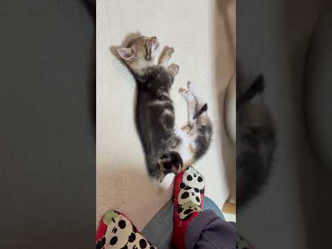お母さんが恋しいねん(YouTube)