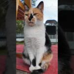 公園のテニスコートの管理人は三毛猫ちゃん #ImpressedCatVideo #catisland #猫(YouTube)