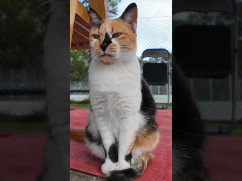 公園のテニスコートの管理人は三毛猫ちゃん #ImpressedCatVideo #catisland #猫(YouTube)