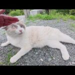 可愛い声で鳴きながら神社の階段を登るシャム猫ちゃん(YouTube)