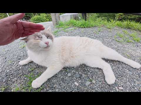 可愛い声で鳴きながら神社の階段を登るシャム猫ちゃん(YouTube)