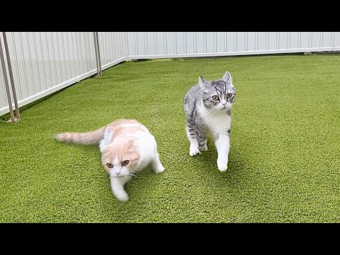 お散歩中に地震が起きたら猫たちが大慌てで大変なことに…(YouTube)