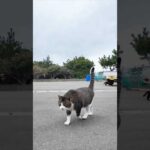 漁港近くの石のベンチに座るとキジ白猫と茶トラ猫が寄ってきた #ImpressedCatVideo #catisland #猫(YouTube)
