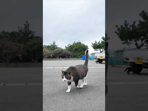 漁港近くの石のベンチに座るとキジ白猫と茶トラ猫が寄ってきた #ImpressedCatVideo #catisland #猫(YouTube)