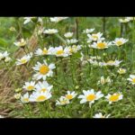 コメント沢山お願いします🙇　な、お昼の園内散歩🚶(YouTube)