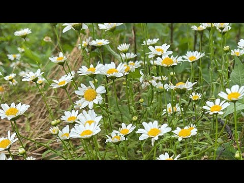 コメント沢山お願いします🙇　な、お昼の園内散歩🚶(YouTube)