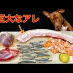 犬の咀嚼音!珍しい牛の巨大なアレを豪快に噛み砕く咀嚼音がクセになる(YouTube)