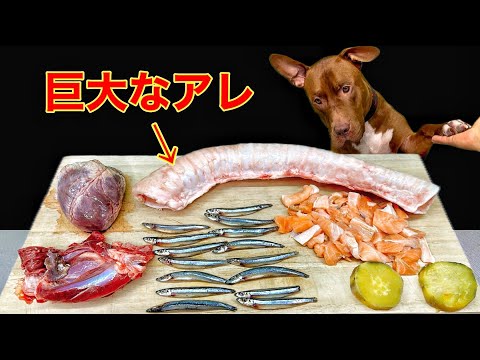 犬の咀嚼音!珍しい牛の巨大なアレを豪快に噛み砕く咀嚼音がクセになる(YouTube)