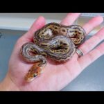 我が家の繁殖で一番期待されている品種の小蛇が生まれてきた(YouTube)