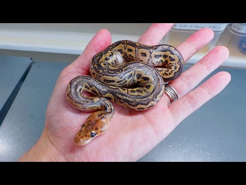 我が家の繁殖で一番期待されている品種の小蛇が生まれてきた(YouTube)