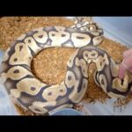 産卵後の蛇はこんなにガリガリになります(YouTube)