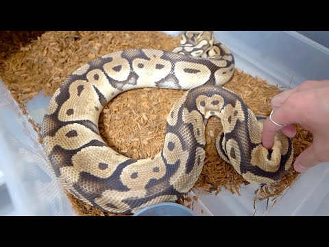 産卵後の蛇はこんなにガリガリになります(YouTube)