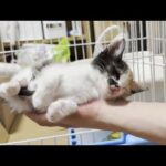 息子の手のひらで電池が切れて寝てしまう子猫(YouTube)