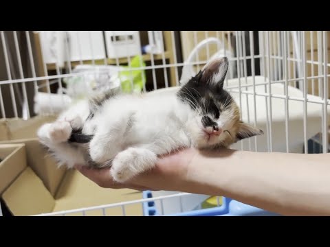 息子の手のひらで電池が切れて寝てしまう子猫(YouTube)