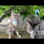 🏝️坂道の途中に癒し空間!? 猫島の“屋外猫カフェ”が天国すぎた件🐾(YouTube)