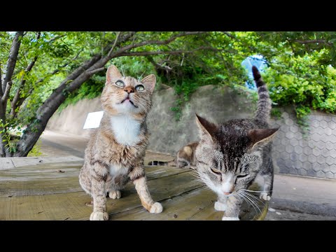 🏝️坂道の途中に癒し空間!? 猫島の“屋外猫カフェ”が天国すぎた件🐾(YouTube)