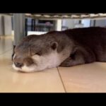 何度離れても飼い主のそばに寝にくるカワウソ Otter coming to sleep by my side no matter how many times I leave(YouTube)