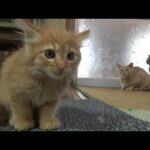 あの、猫の大群がいるんですけど(YouTube)