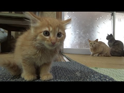 あの、猫の大群がいるんですけど(YouTube)