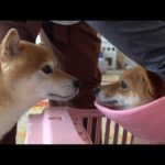 柴犬は妹が手術で不在になると‥まるで別人になりました。(YouTube)