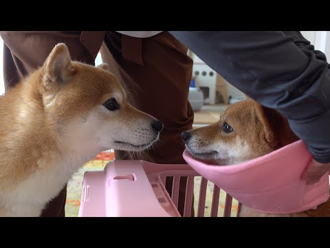 柴犬は妹が手術で不在になると‥まるで別人になりました。(YouTube)