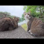 橋の上で仲良くくつろいでいたキジ猫コンビをモフる(YouTube)