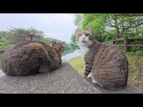 橋の上で仲良くくつろいでいたキジ猫コンビをモフる(YouTube)