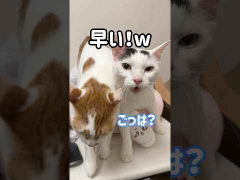 ご飯の時間だけど爆睡してる猫に声をかけます！ #shorts(YouTube)