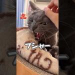 トロが近くに居るだけで怒るハムちゃん #shorts(YouTube)