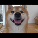 柴犬が新入り猫に犬語で注意⁉︎威厳ゼロな可愛すぎる説教が、これ。(YouTube)