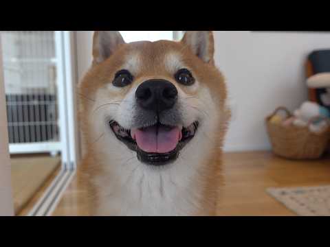柴犬が新入り猫に犬語で注意⁉︎威厳ゼロな可愛すぎる説教が、これ。(YouTube)