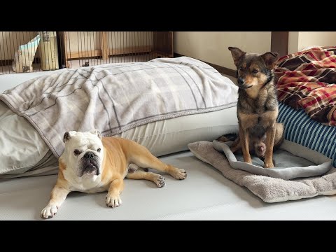 性格＆態度が犬並み外れたぶるまるとの共同生活で超ビビりの保護犬も「こんなのでいいんだ？」って思ってくるらしい…(YouTube)