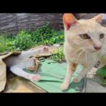 お腹丸出しで寝ていた猫達が目覚めて楽しそうに遊びはじめた(YouTube)