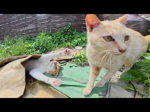 お腹丸出しで寝ていた猫達が目覚めて楽しそうに遊びはじめた(YouTube)