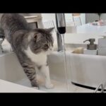 水道水が美味しすぎて顎をびちょびちょにさせてるもちが可愛すぎますw(YouTube)