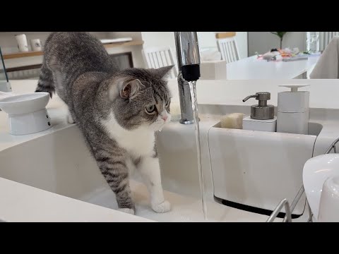 水道水が美味しすぎて顎をびちょびちょにさせてるもちが可愛すぎますw(YouTube)