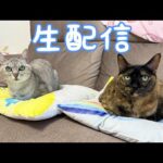 7/6 ゆったり生配信！お知らせも！！(YouTube)