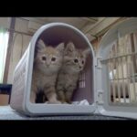 ワクチン接種へ行く車が不安な子猫(YouTube)
